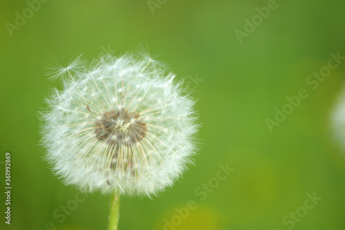 dandelion on green background