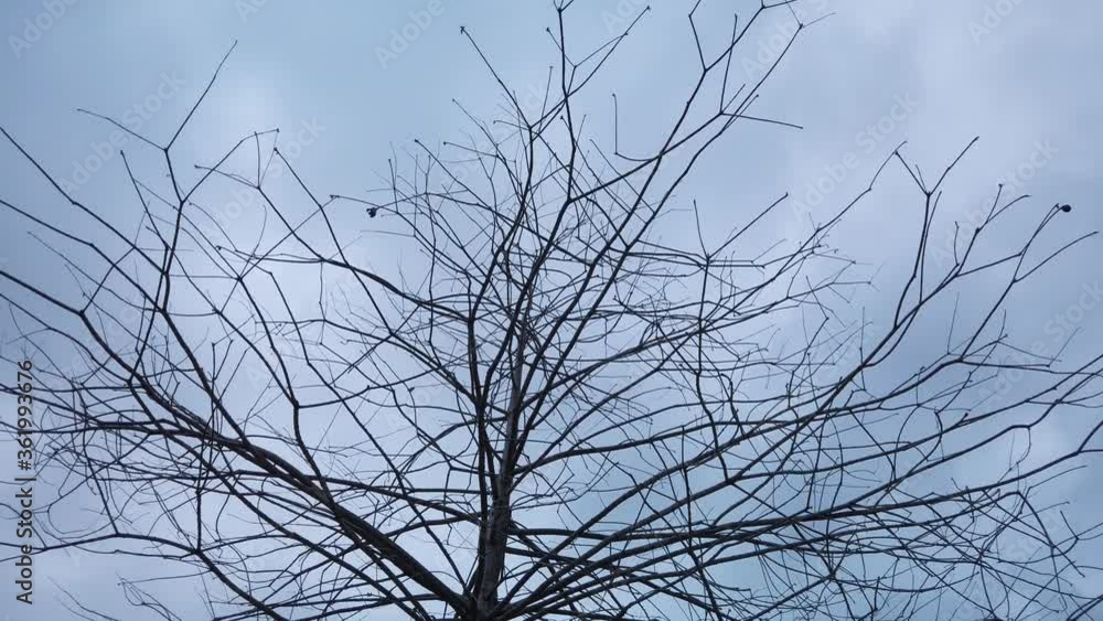 Tree with Bare Branches and Stormy Blue Sky, Low Angle Circle Pan Tree with Bare Branches and Stormy Blue Sky, Low Angle Circle Pan