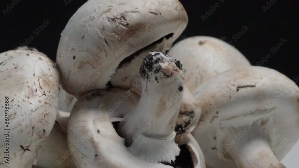 Closeup Pan Right of White Common Button Mushrooms on Black Background Closeup Pan Right of White Common Button Mushrooms on Black Background