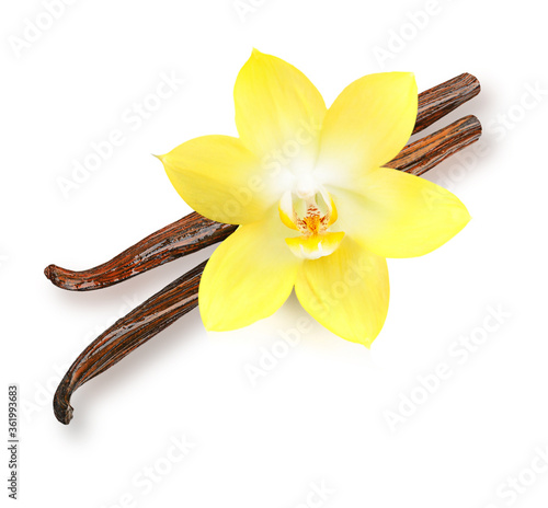 Vanilla pods and orchid flowers isolated