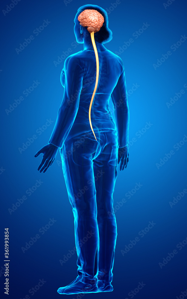 3d rendered medically accurate illustration of the brain 3d rendered medically accurate illustration of the brain