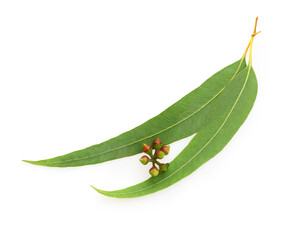 Eucalyptus leaves isolated on white