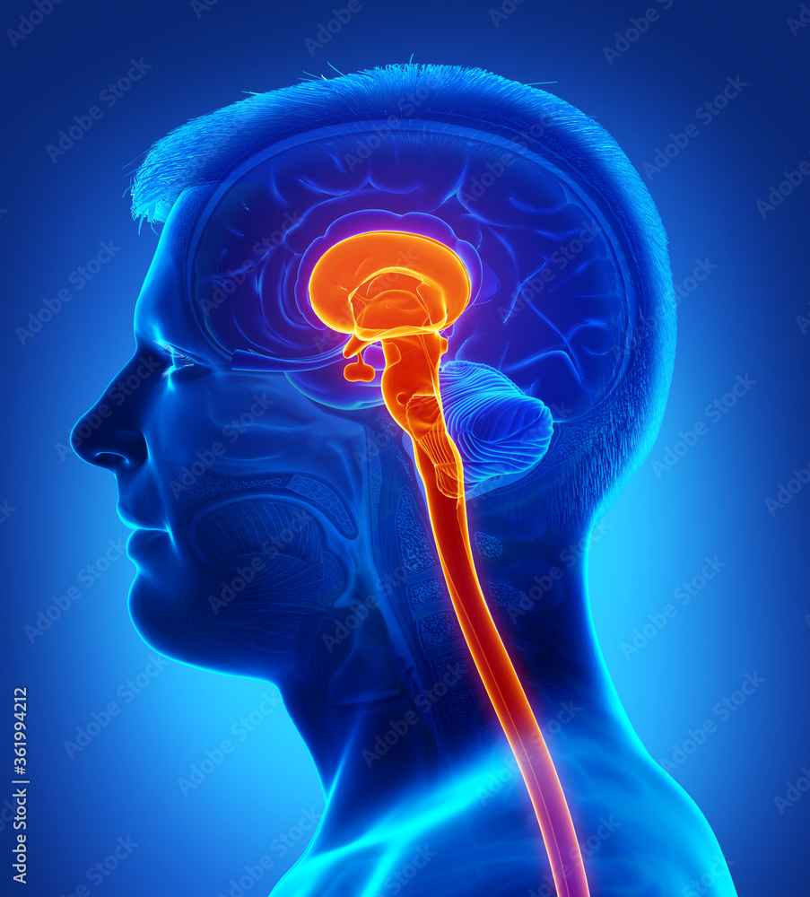 3d rendering medical illustration of brainstem Stock Illustration ...