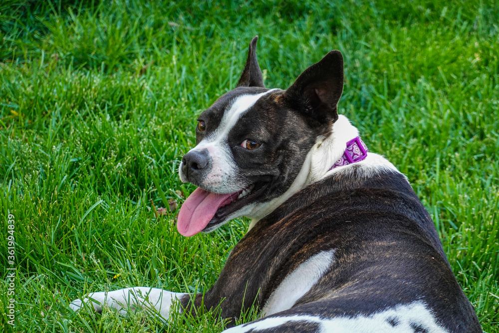 Beautiful smiling black and white dog with its tongue sticking out is laying on the green grass relaxing