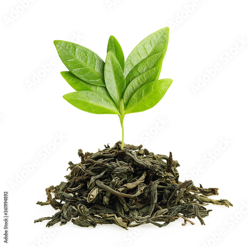Green tea with leaf isolated