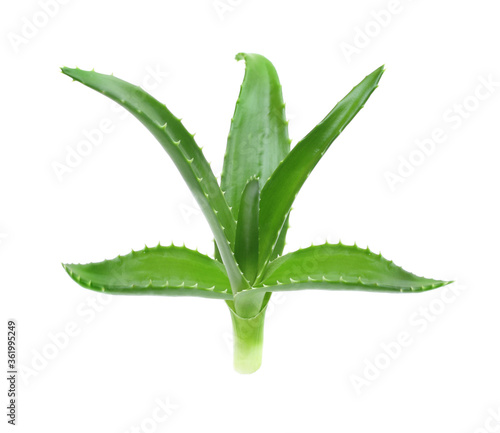 Aloe vera plant isolated