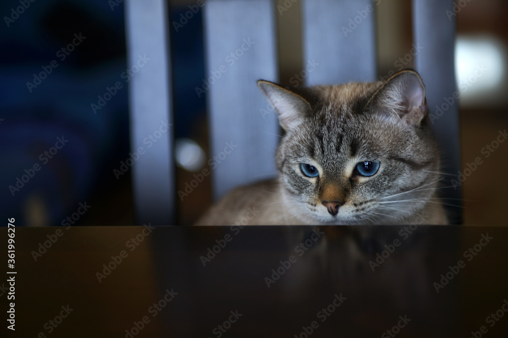 Siamese. Siamese cat with blue eyes. Cat. Siamese. Siamese cat with blue eyes. Cat.