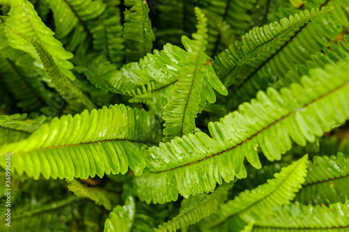 Green fern top view. Fern-shaped plant pattern. Tropical background.