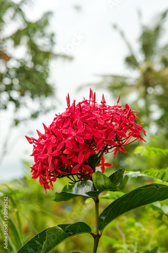 Beautiful red flower on a branch on a blurry sky background