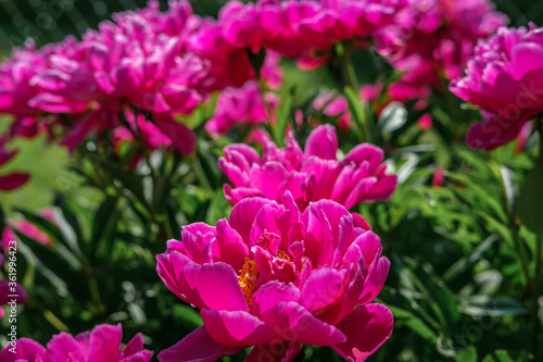 Large blooming pink peonies in the garden, illuminated by the sun's rays against a background of green leaves.