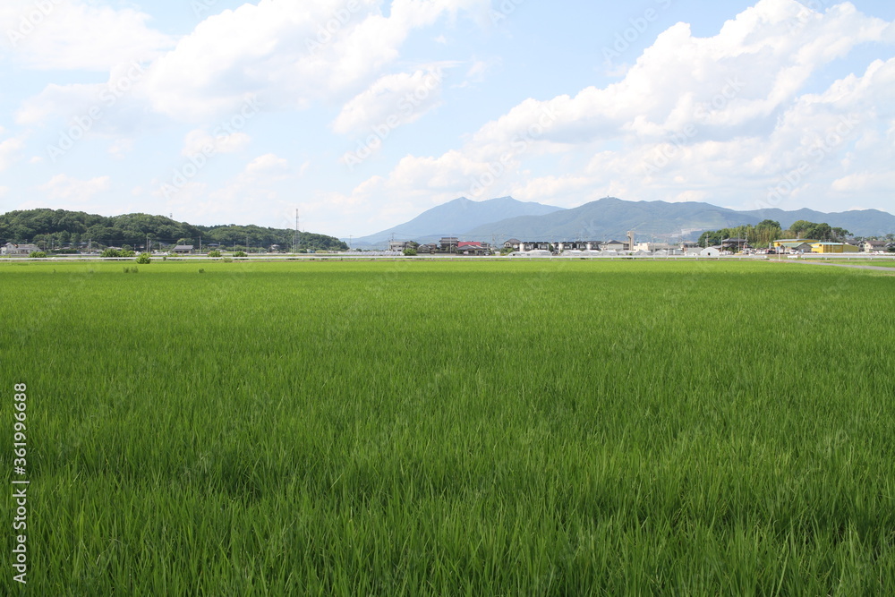 Mt. Tsukuba beyond Rice Field in Summer