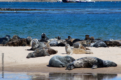 Принти на полотні Group of seals lying on the beach