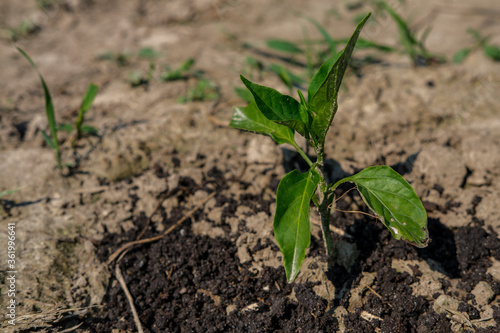 Young and frail seedlings of pepper close-up on a background of dry soil and weeds.