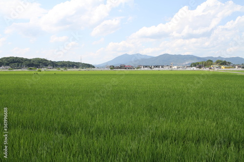 Mt. Tsukuba beyond Rice Field in Summer