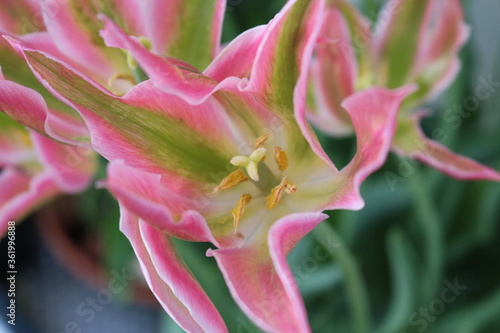 Lilie Closeup Blume Pink Gr  n