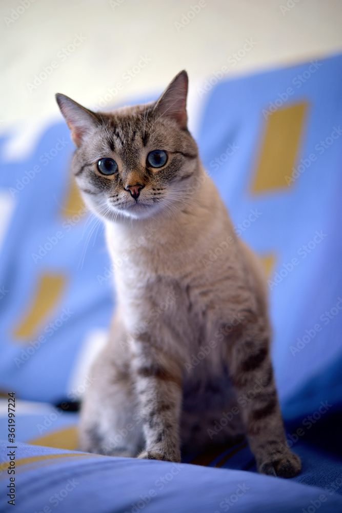 Siamese. Siamese cat with blue eyes. Cat. Little Siamese cat on fabric sofa.