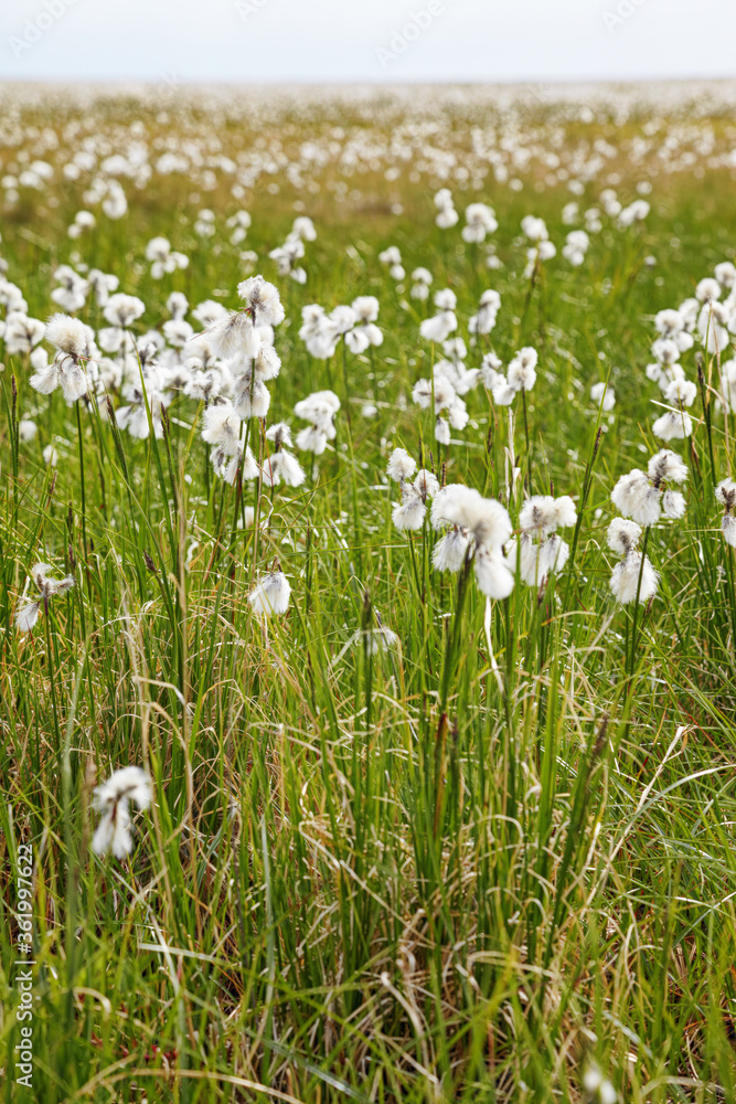 Obraz premium Cotton grass tundra