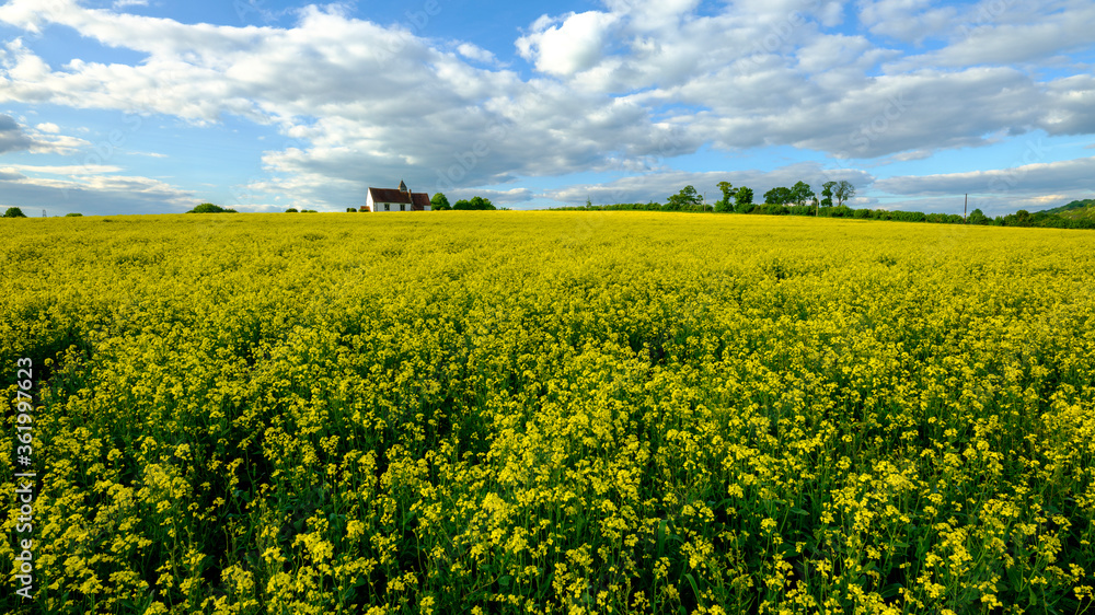 Obraz premium St Hubert's Church, Idsworth with spring fields of rapeseed, Hampshire, UK