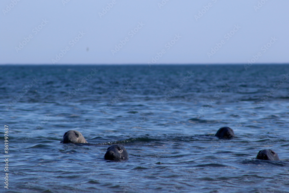Fototapeta premium Curious seals looking at the camera in the sea