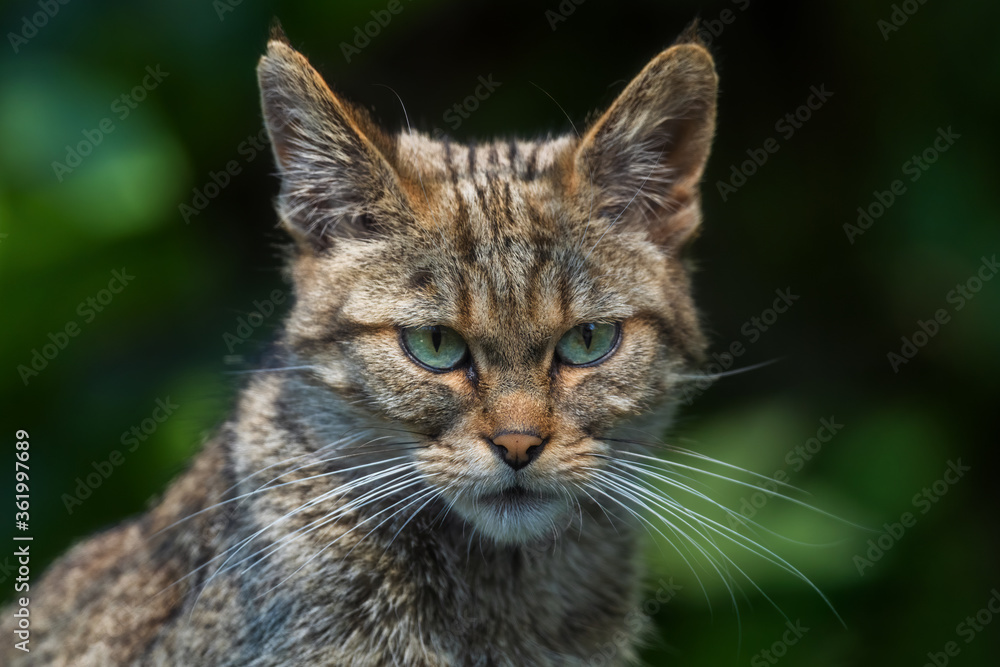 Wildcat - Felis silvestris, beautiful rare wild cat from European forests, Switzerland.