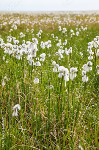 Cotton grass tundra