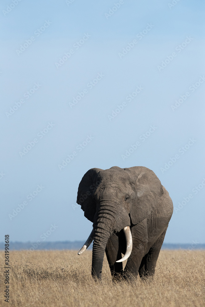 Fototapeta premium African tusker in Savannah, Masai Mara