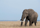 Portrait of a African elephant in Savannah, Masai Mara