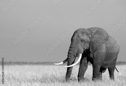 Portrait of a African elephant in Savannah, Masai Mara