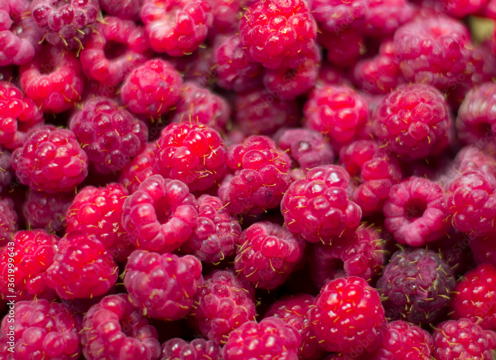 Background raspberries, a large amount of raspberries. Background raspberries, a large amount of raspberries.