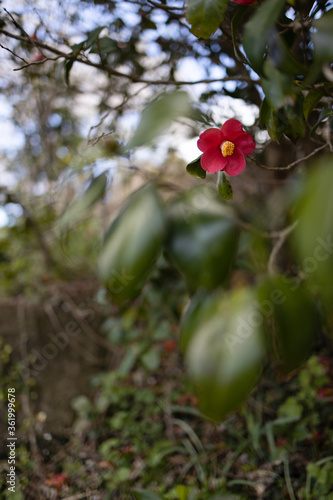 Wallpaper Mural 椿の花 Torontodigital.ca