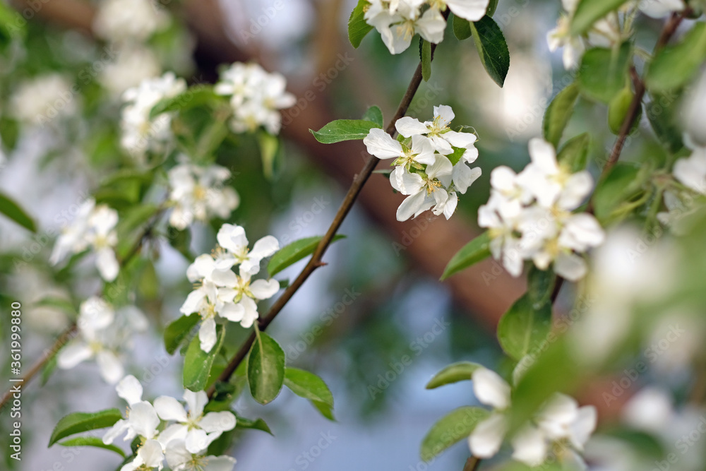 White spring Apple flowers macro close-up. Plants on a Sunny summer day