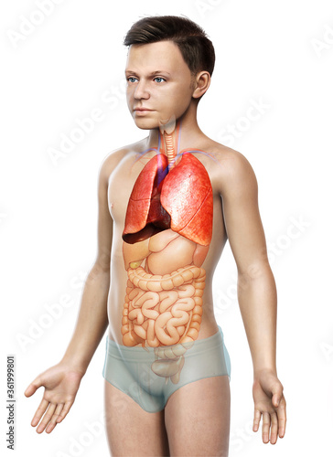 3d rendered  medically accurate illustration of a young boy lung anatomy
