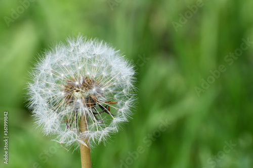 dandelion on green