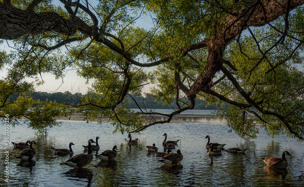 Birds at Hook Mountain Park Lake NY Birds at Hook Mountain Park Lake NY