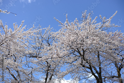 Wallpaper Mural 桜 Torontodigital.ca