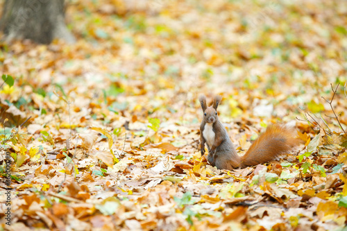  squirrel in autumn leaves