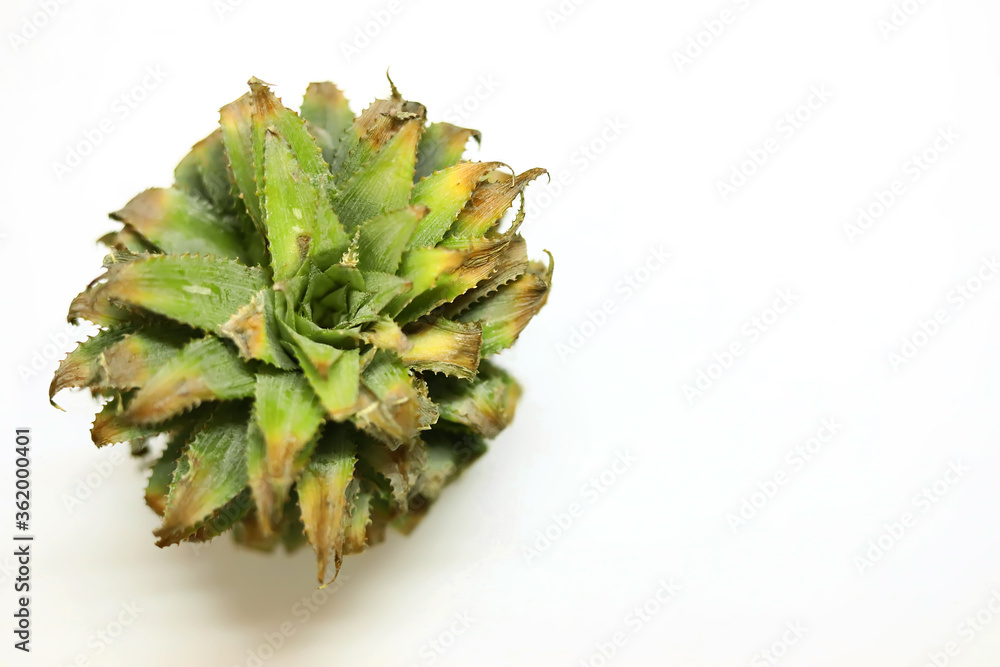 Pineapple crown isolated on white background. Pineapple crown isolated on white background.