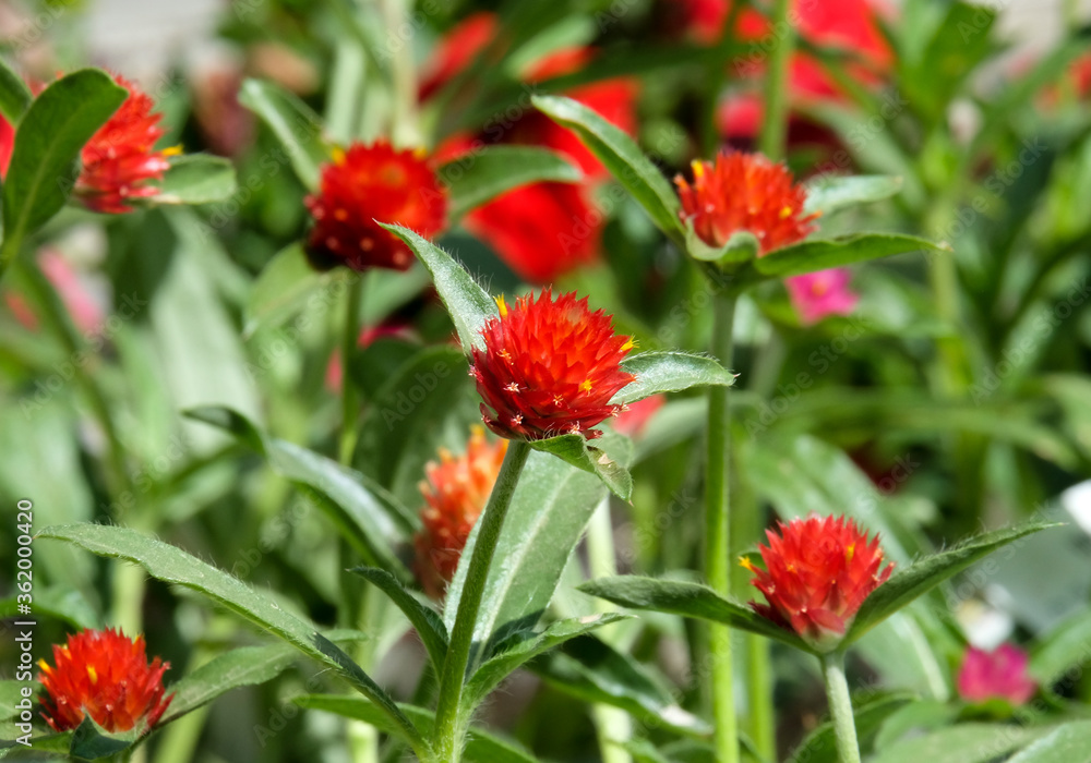 Blooming Gomphrena (lat.Gomphrena haageana) in the flowerbed