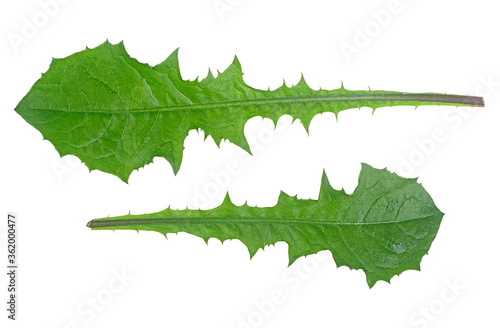 Two dandelion leaves isolated on a white background, top view.