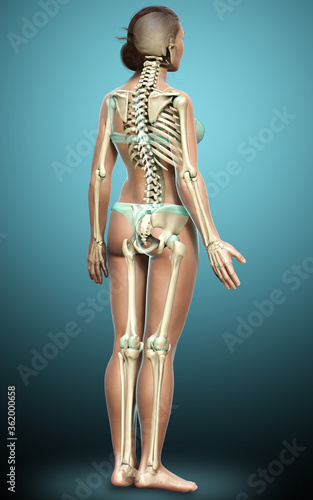 3d rendered, medically accurate illustration of a female skeleton system © pixdesign123