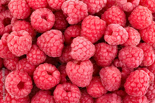 Organic raspberries background close up. Top view