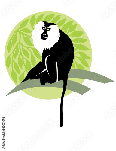 lion tailed Macaque