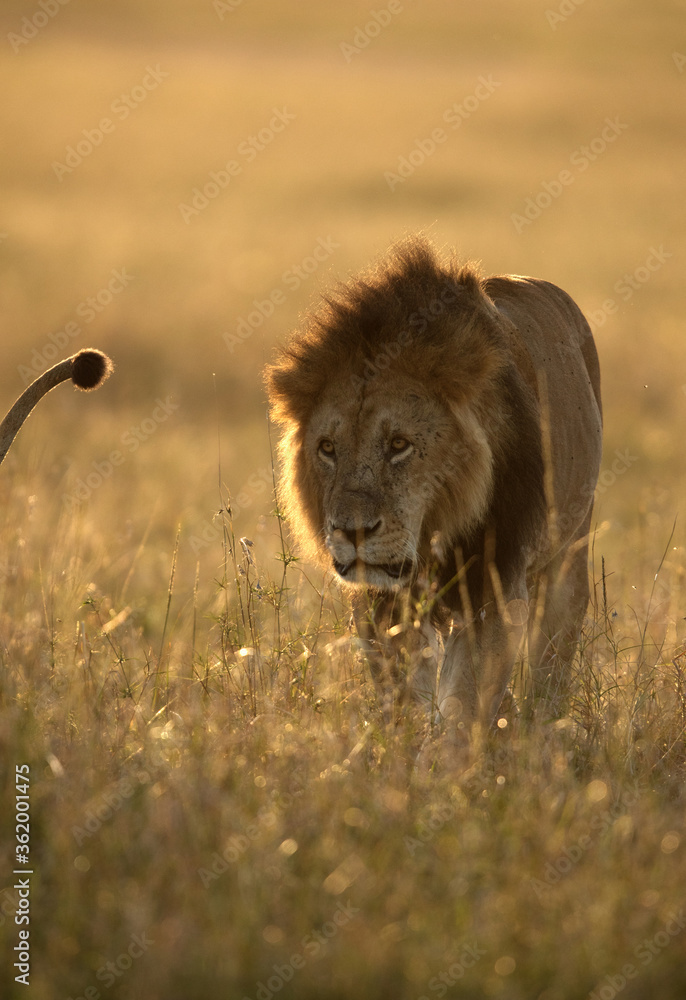 Lion following the Lioness during mating period in the morning, Masai Mara Lion following the Lioness during mating period in the morning, Masai Mara