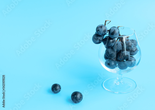 Bunch of black grapes in the glass on blue blurred background. Selective focus. Wine degustation, harvesting concepts. Wide banner for copy space.