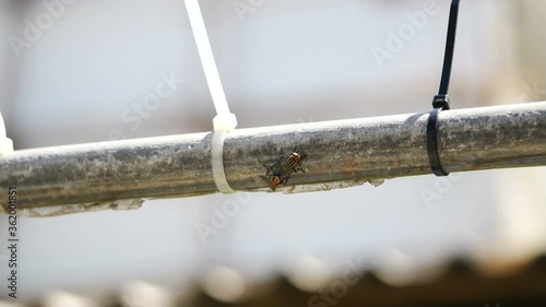 fly making love, breeding on steel bar