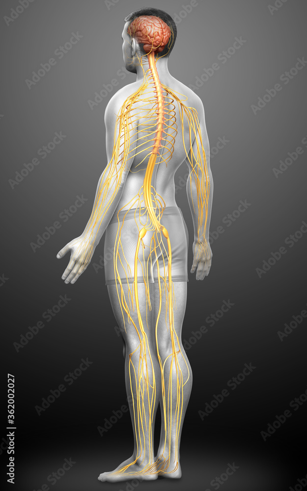 3d rendered medically accurate illustration of a male nervous system 3d rendered medically accurate illustration of a male nervous system