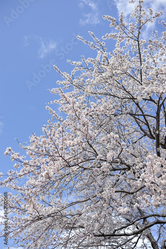 Wallpaper Mural 桜 Torontodigital.ca