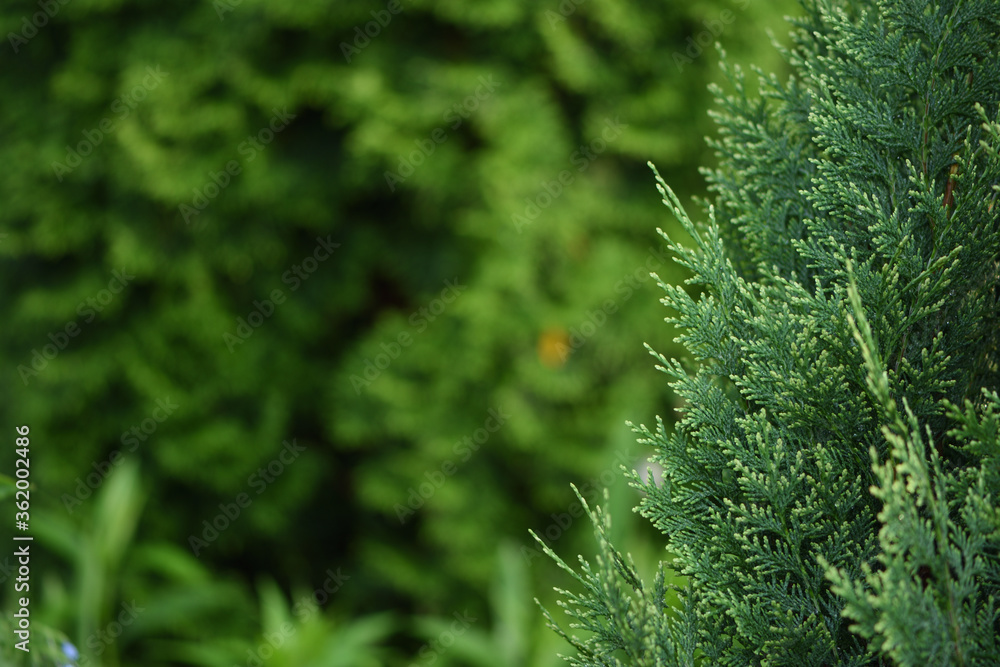 Fototapeta premium green thuja in the garden closeup