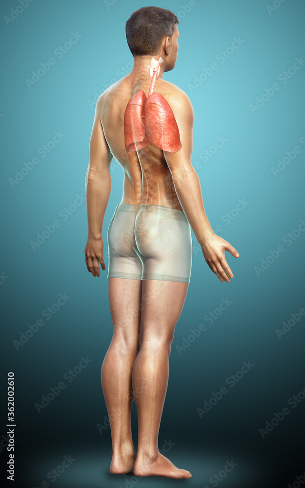 3d rendered, medically accurate illustration of a male lung anatomy 3d rendered, medically accurate illustration of a male lung anatomy