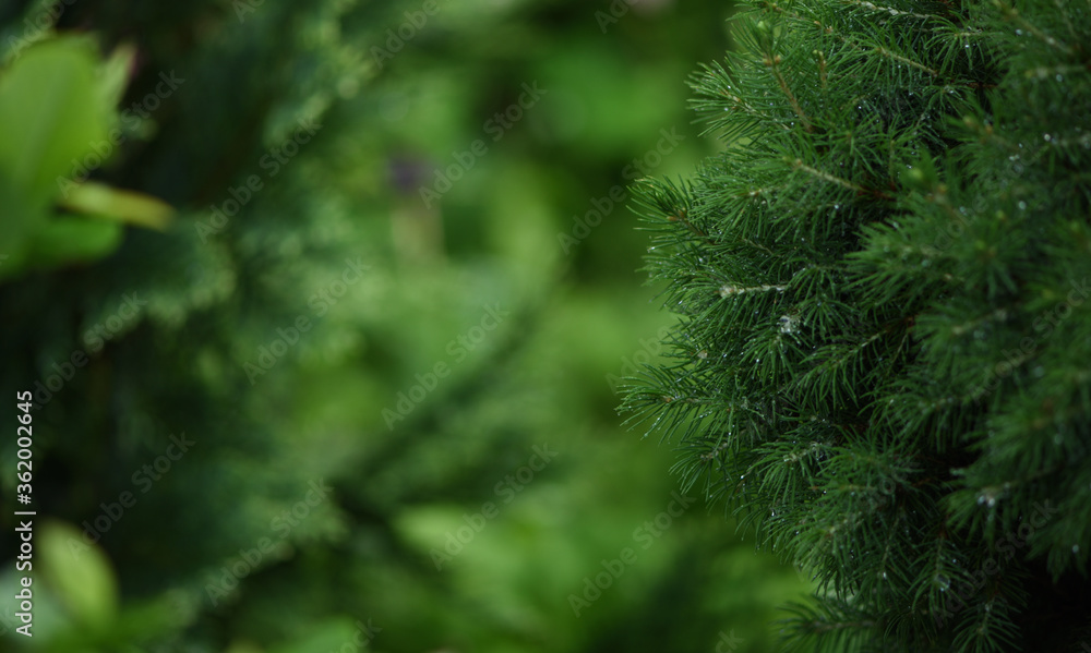 green juniper in the garden close-up